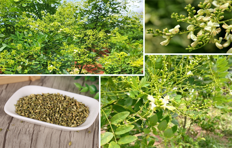 Hòe (hoa Hòe) (Styphnolobium japonicum L.)